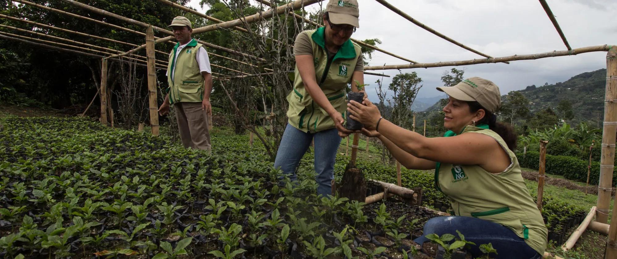 Two women and a man working on a farm in Colombia