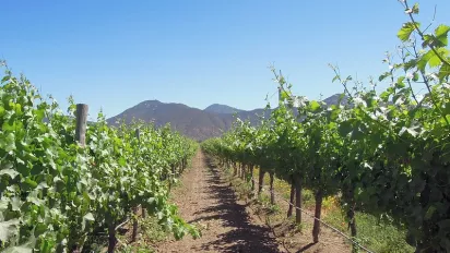 Organic vineyard in Valparaiso, Chile