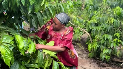 Mrs. Visencia Walugembe of Busoga Cooperative Society in Kyamulibwa sub-county Kalungu district tending to her coffee garden. Uganda, 2024.