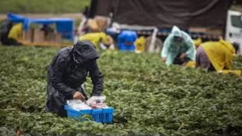 Farm workers