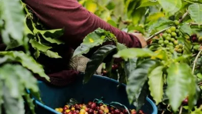 A coffee worker picks coffee beans